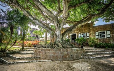 Jamaque Paradis