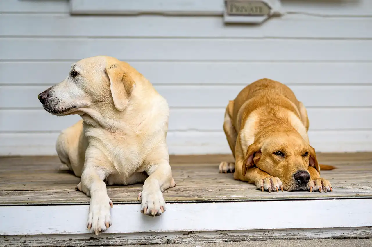 cosmo-and-marley